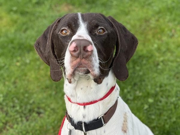 Mudskipper — thumbnail 5