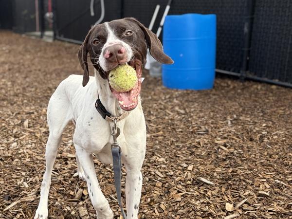 Mudskipper — thumbnail 6