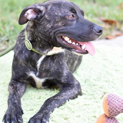 Jett, Adoptable, Adult Male Black Labrador Retriever & Mixed Breed.