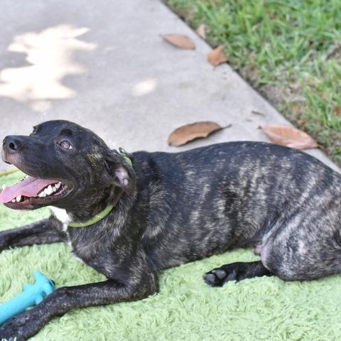 Enlarge Jett, a Adoptable mixed breed in Tomball, TX image 2/6