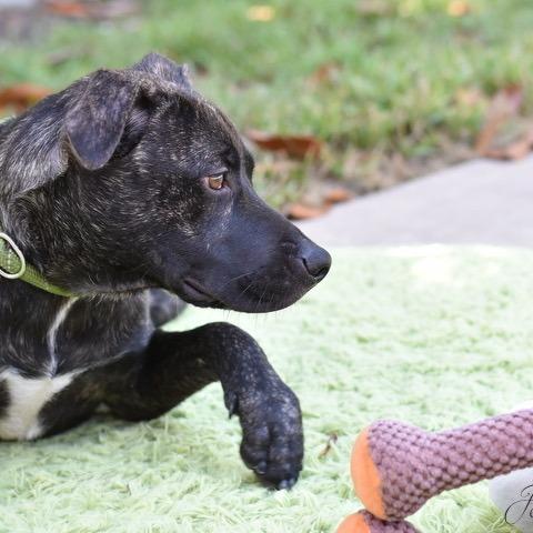 Enlarge Jett, a Adoptable mixed breed in Tomball, TX image 3/6