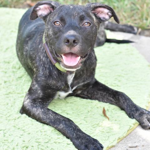 Enlarge Jett, a Adoptable mixed breed in Tomball, TX image 4/6