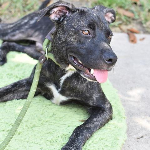 Enlarge Jett, a Adoptable mixed breed in Tomball, TX image 5/6