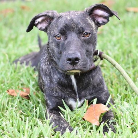 Enlarge Jett, a Adoptable mixed breed in Tomball, TX image 6/6