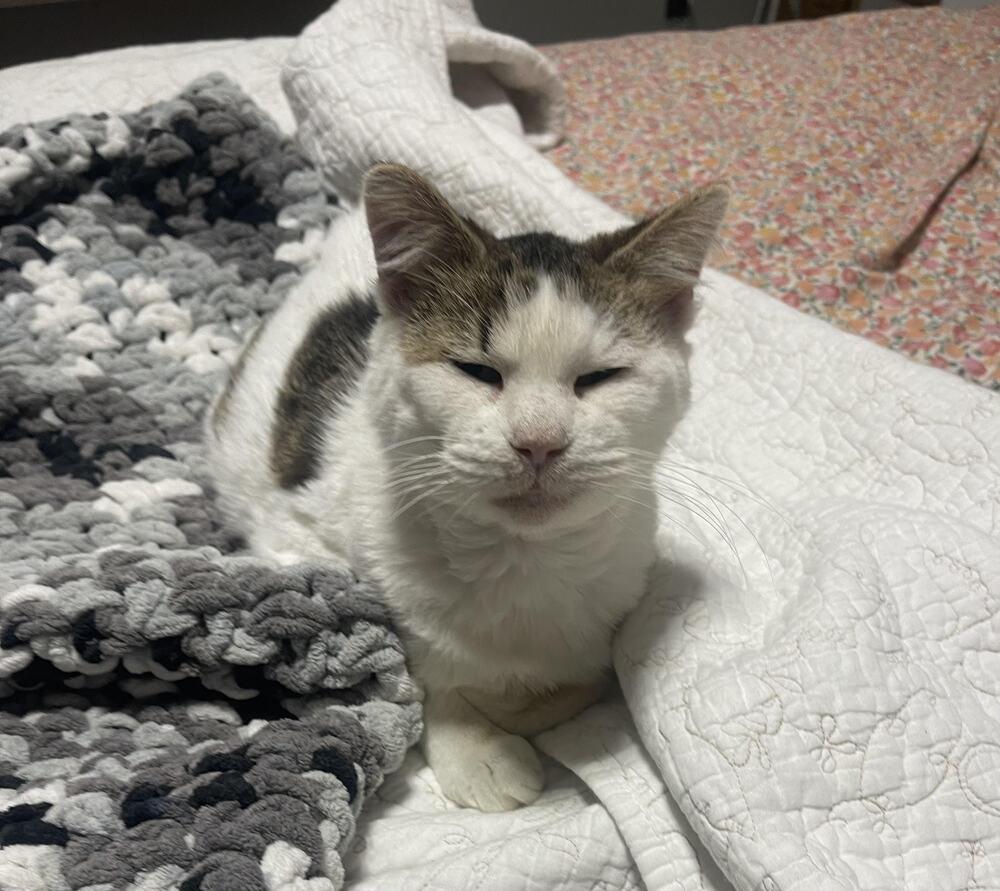 Enlarge Evelyn, a Adopted Domestic Short Hair in Urbana, IL image 1/1