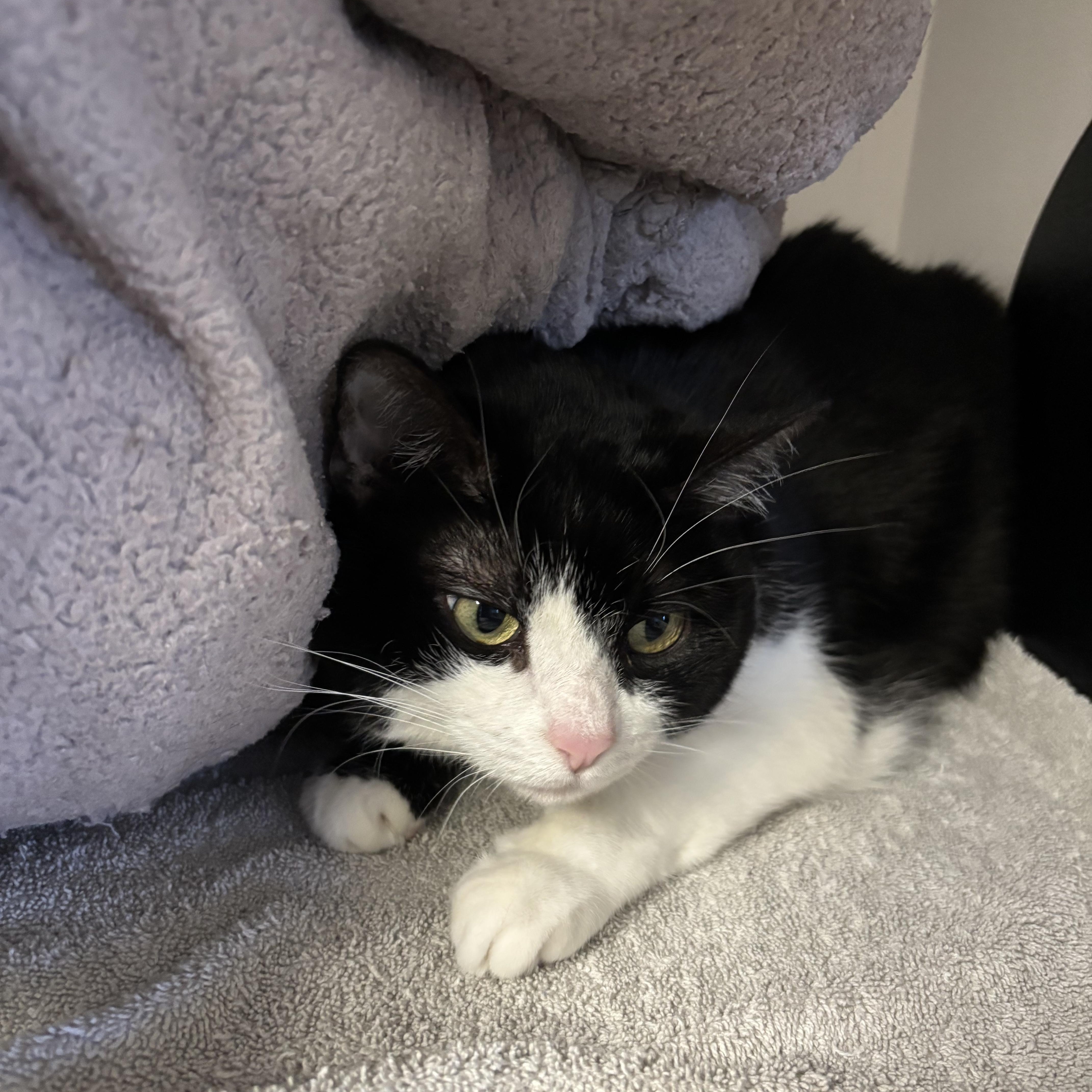 Enlarge Cleo, an adopted Tuxedo in Phoenix, AZ image 1/3