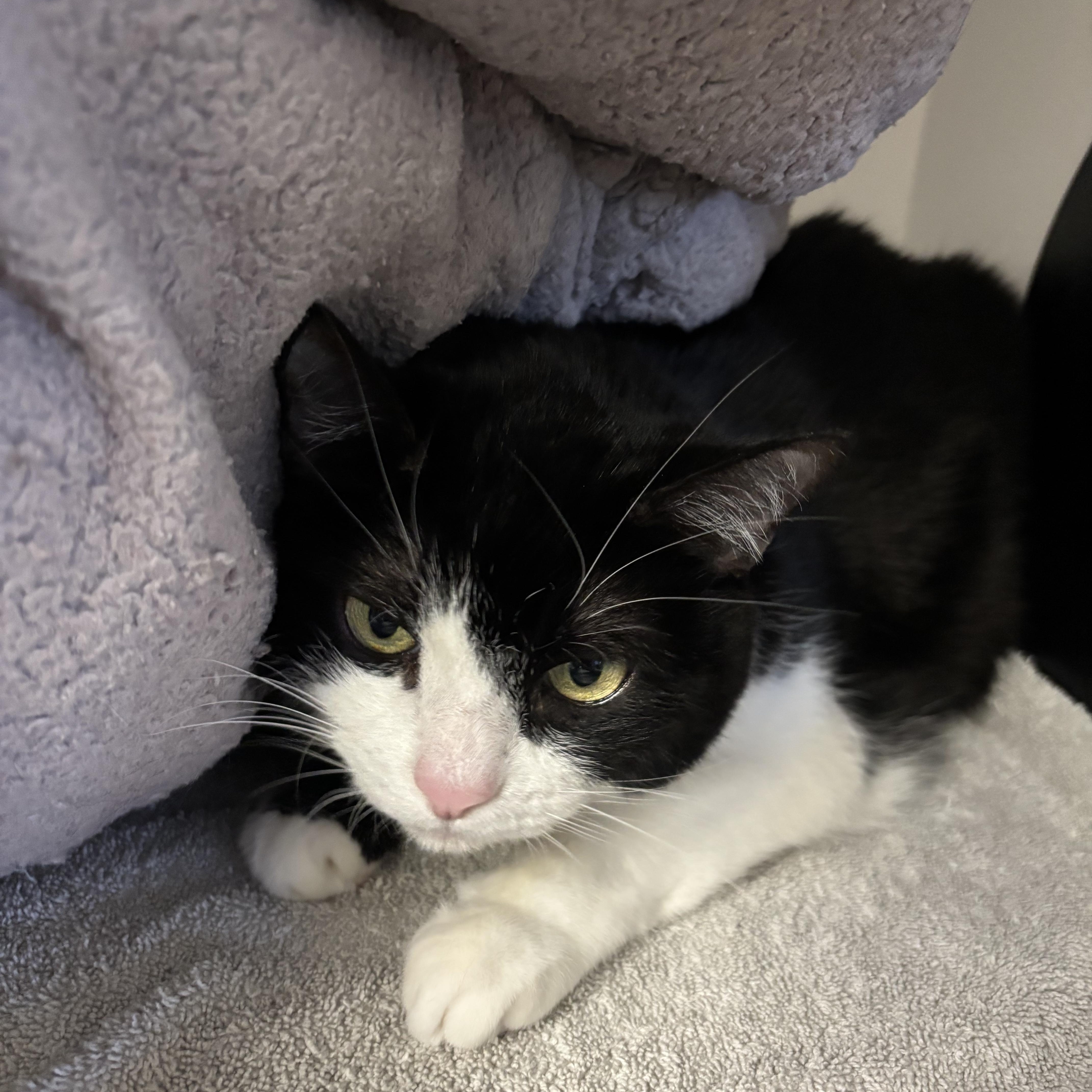 Enlarge Cleo, an adopted Tuxedo in Phoenix, AZ image 3/3