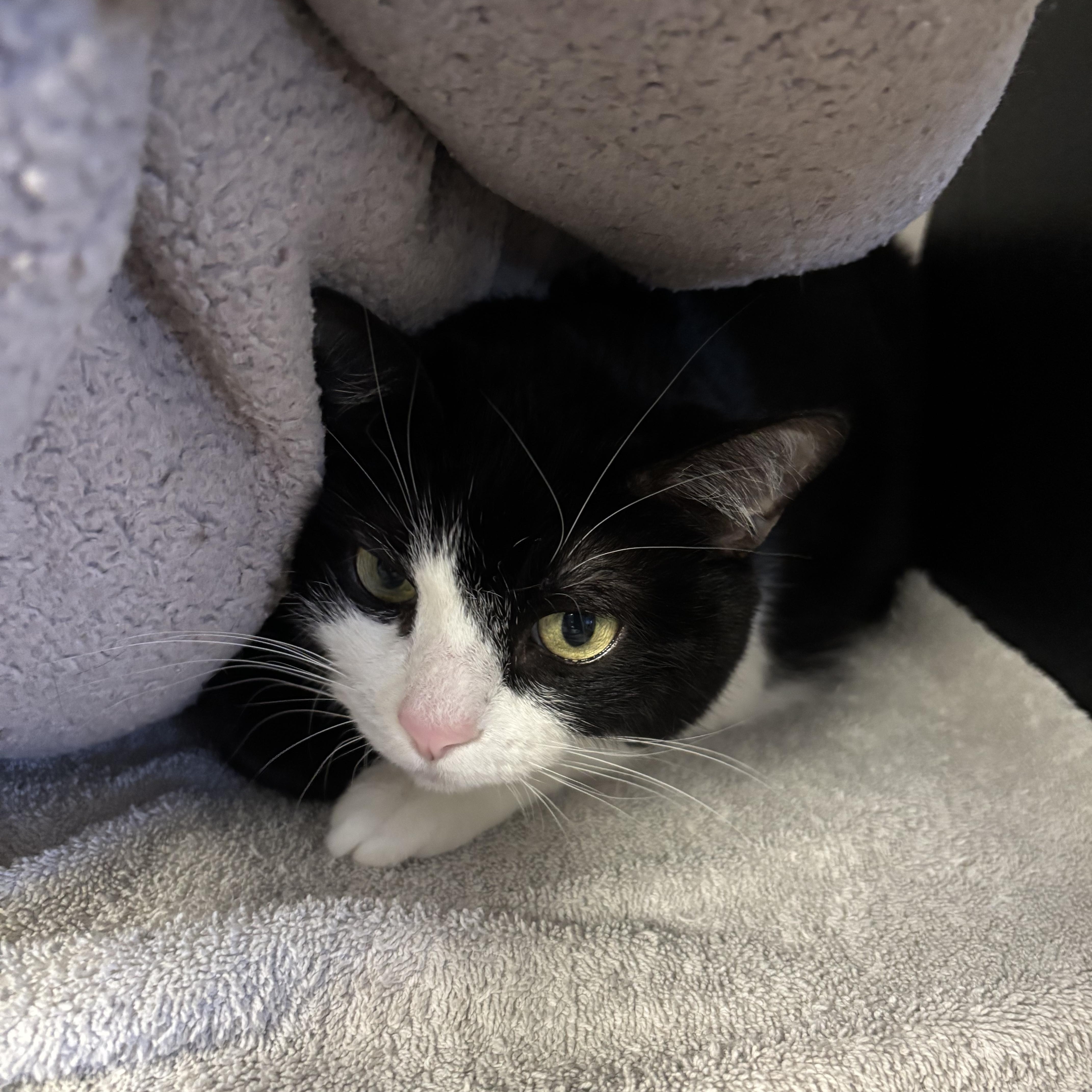 Cleo — thumbnail 3