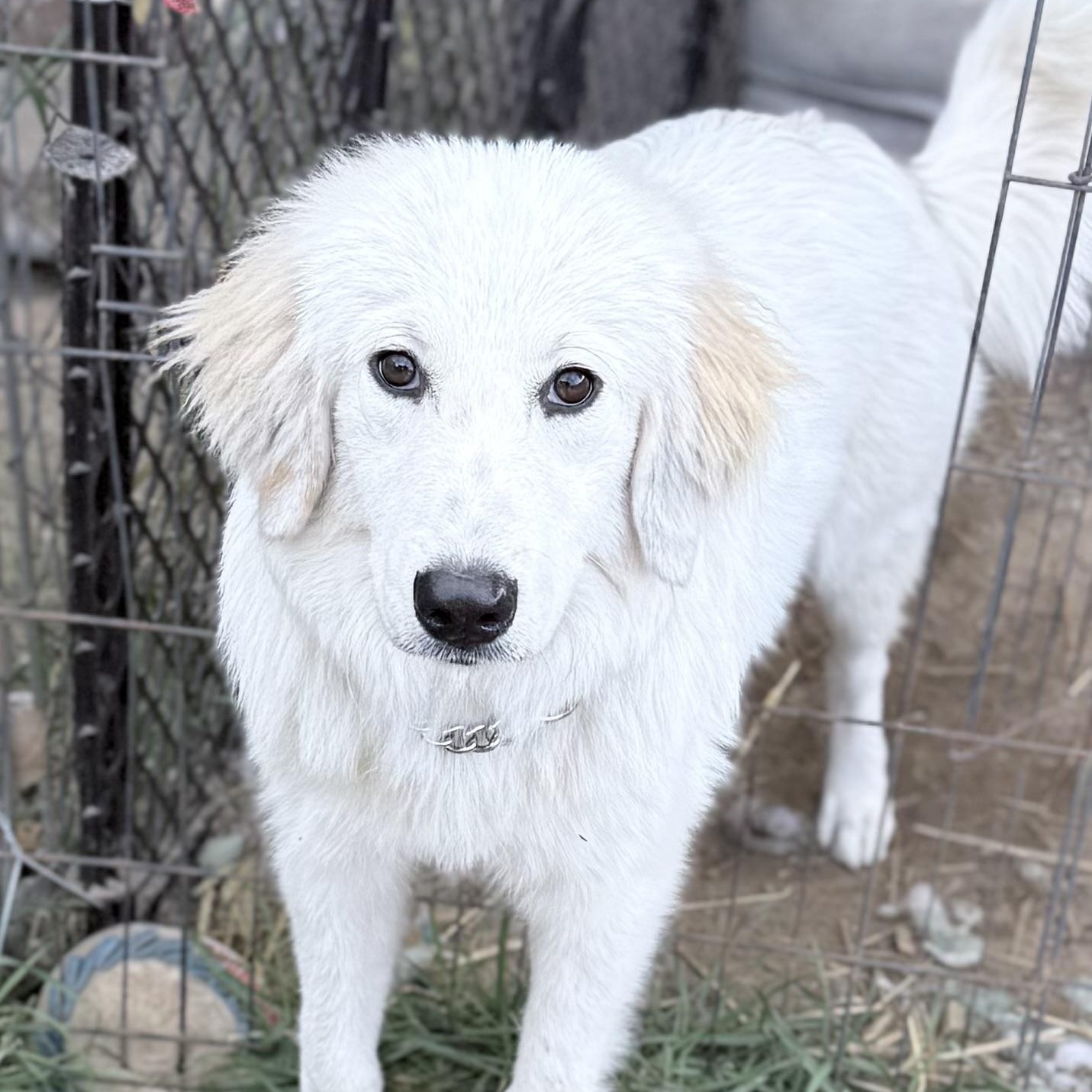 Louise, Adoptable, Young Female Golden Retriever & Great Pyrenees.