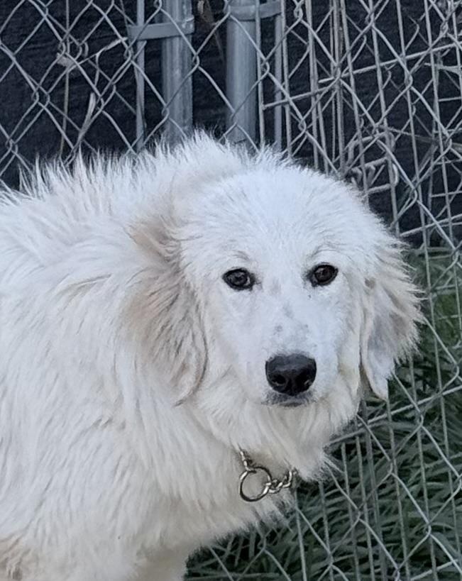 Enlarge Louise, a Adoptable mixed breed in South Saint Paul, MN image 2/2