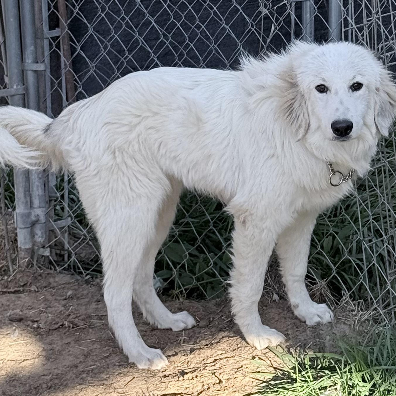 Enlarge Louise, a Adoptable mixed breed in South Saint Paul, MN image 1/2