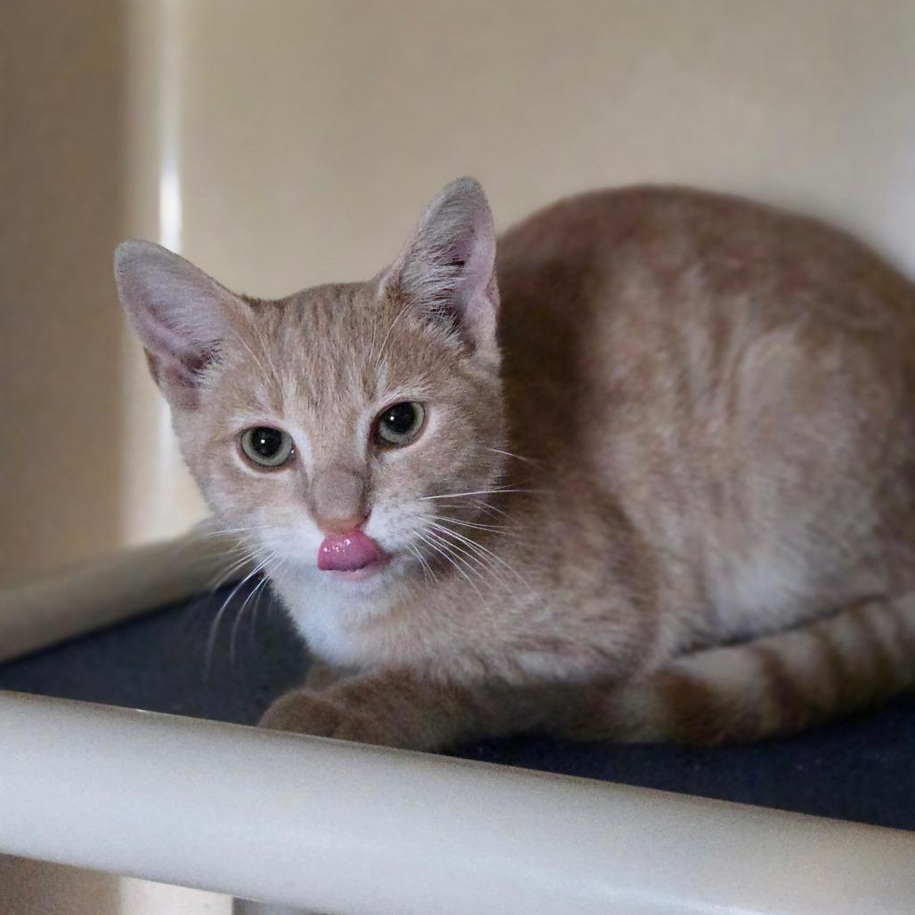 Brew, Adoptable, Kitten Male Domestic Short Hair.