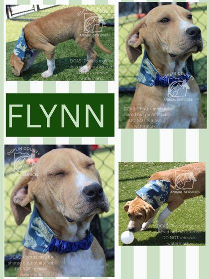 FLYNN, Adoptable, Puppy Male American Staffordshire Terrier & Mixed Breed.