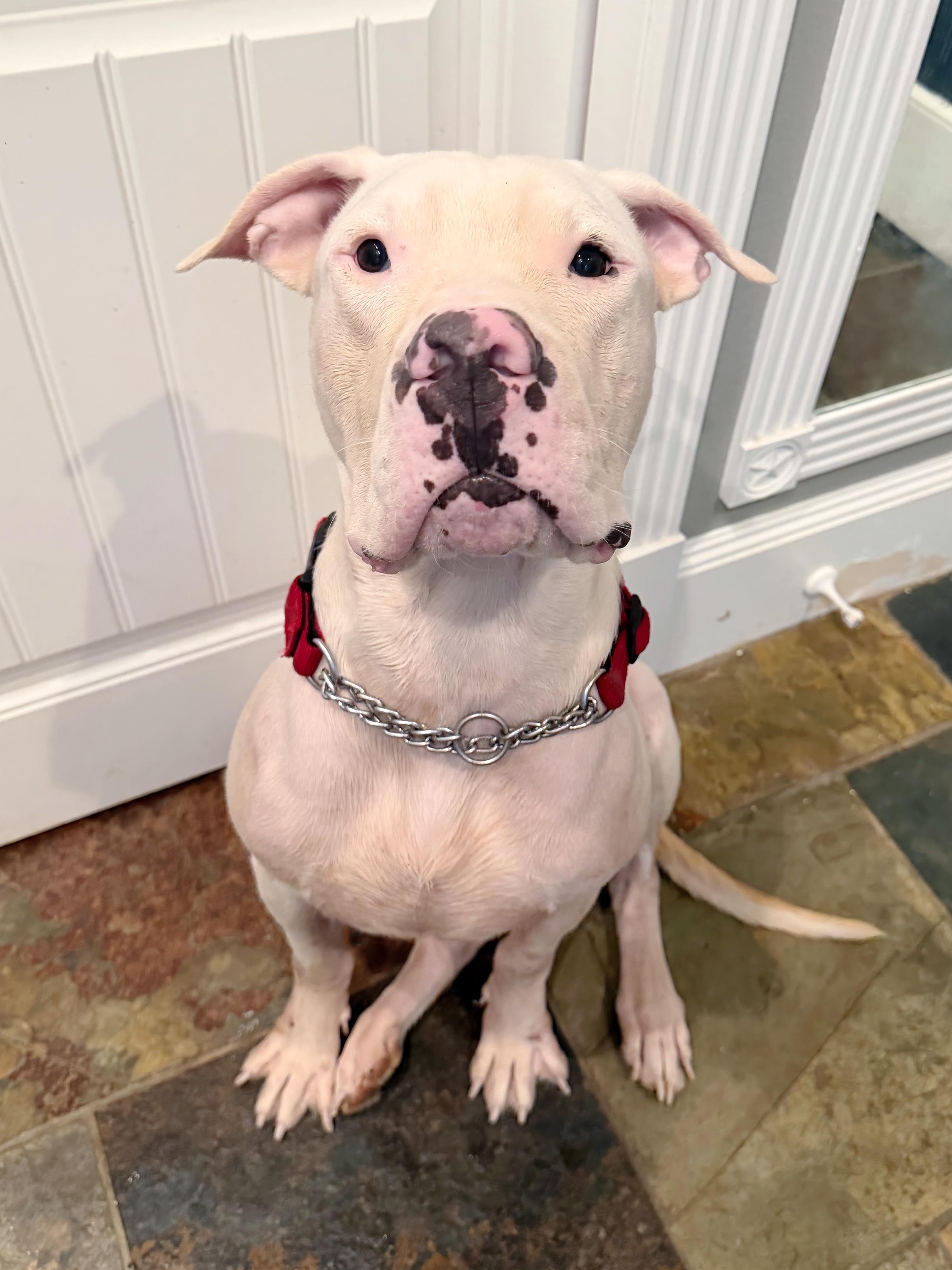 Enlarge Luc, a Adoptable Dogo Argentino in Evans City, PA image 2/6
