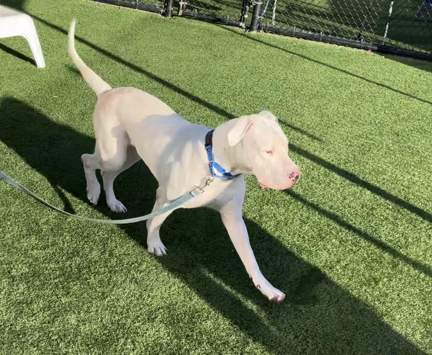 Enlarge Luc, a Adoptable Dogo Argentino in Evans City, PA image 5/6