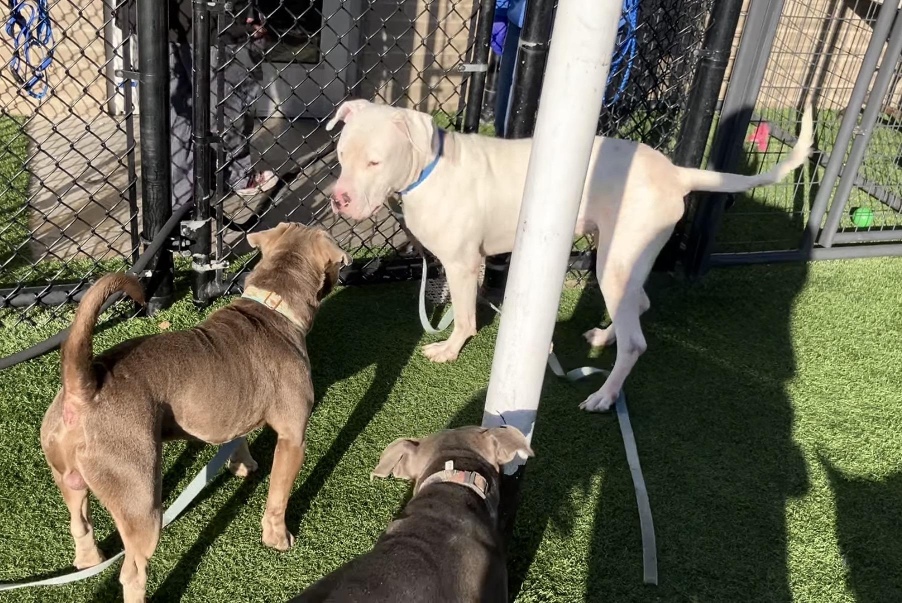 Enlarge Luc, a Adoptable Dogo Argentino in Evans City, PA image 4/6