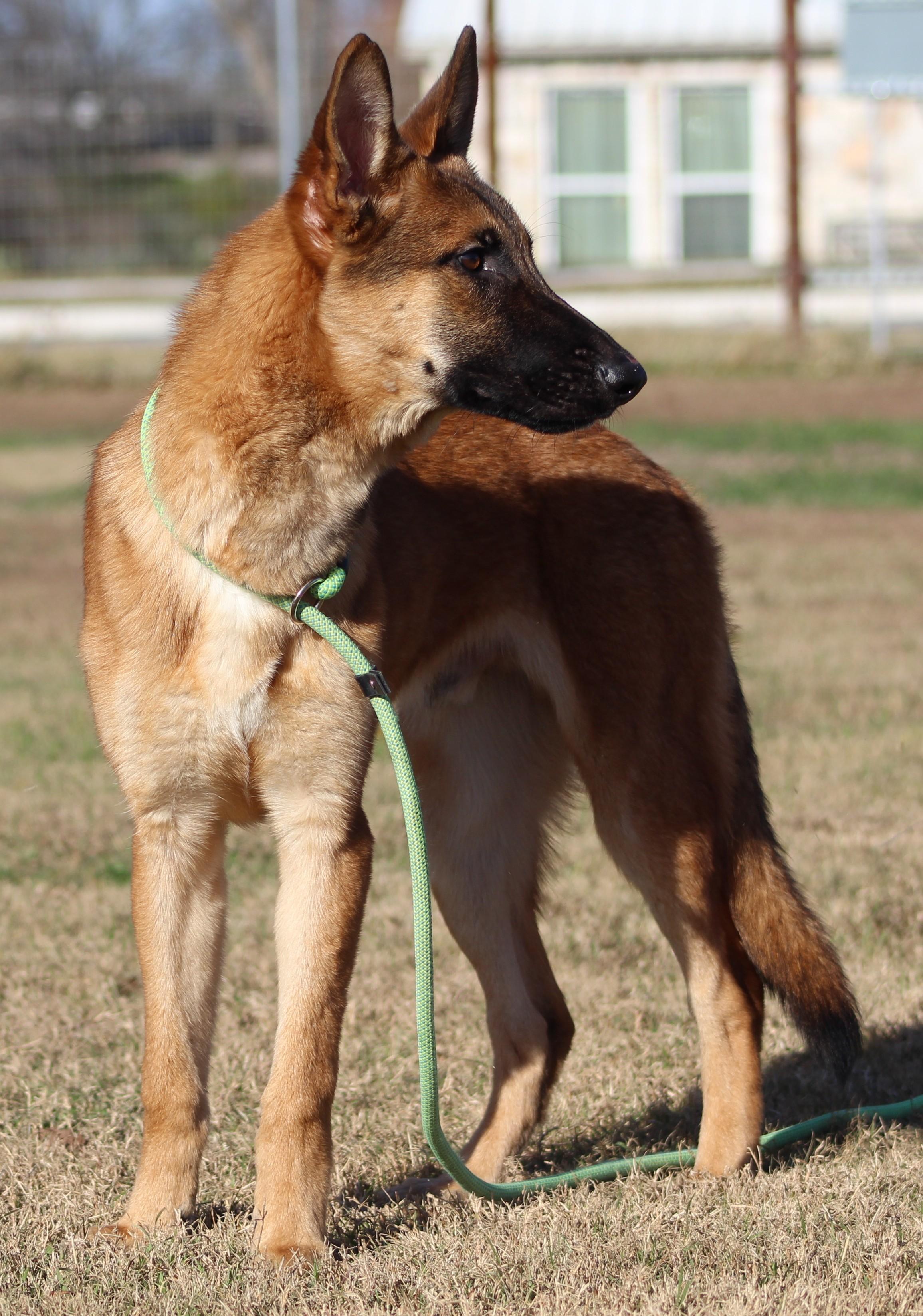 Enlarge Atlas, a ADOPTABLE mixed breed in Temple, TX image 1/5