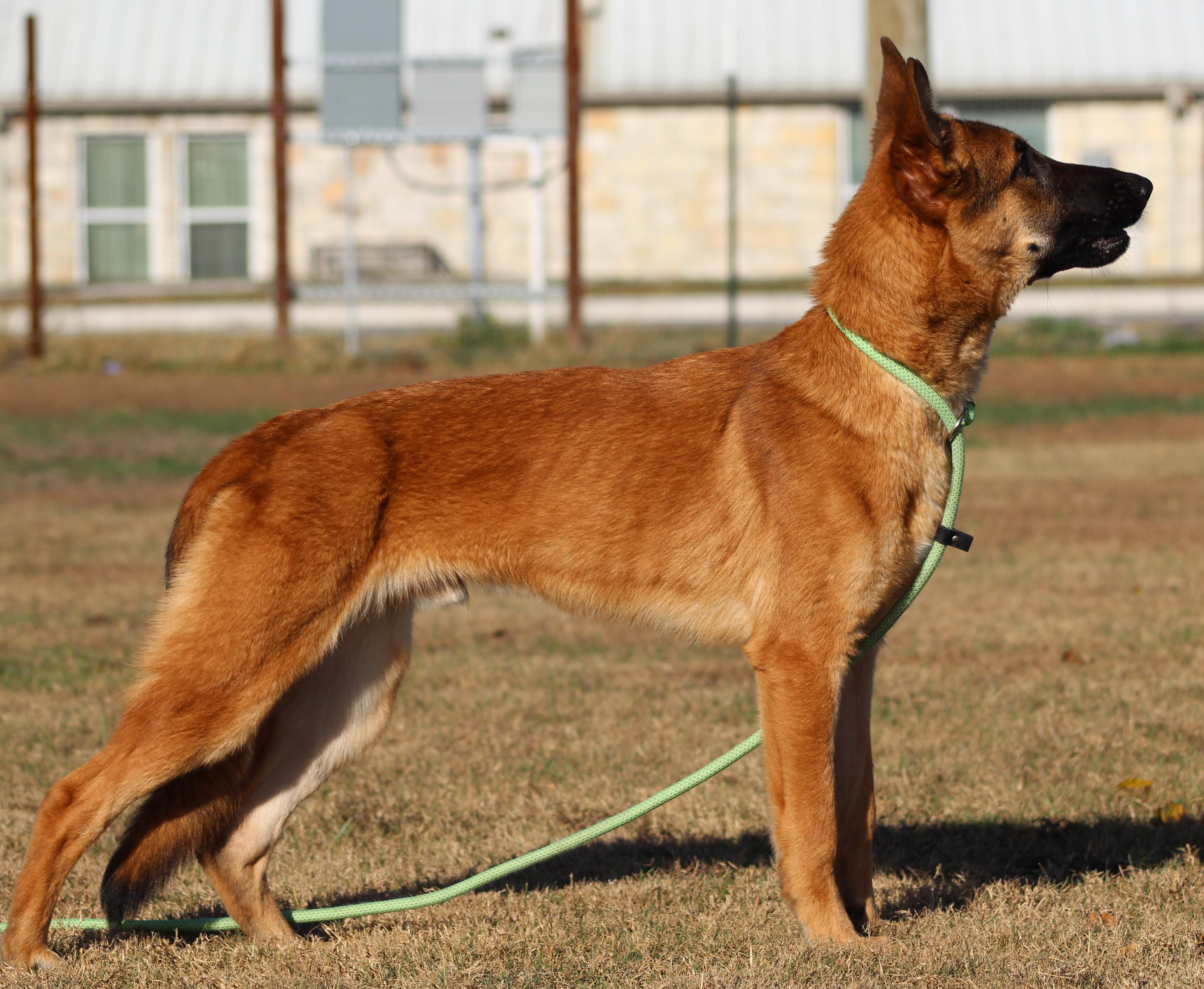 Enlarge Atlas, a ADOPTABLE mixed breed in Temple, TX image 3/5