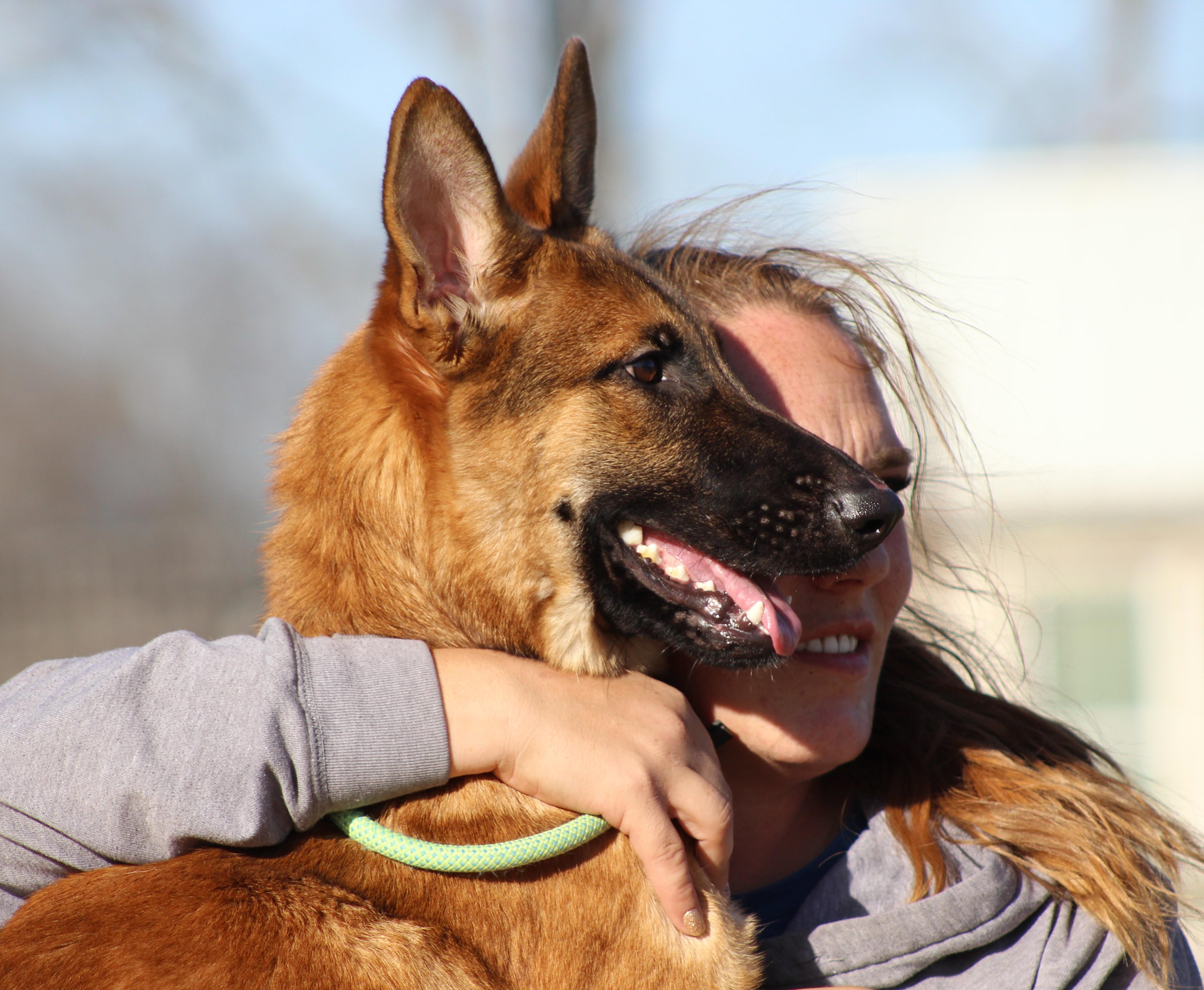 Enlarge Atlas, a ADOPTABLE mixed breed in Temple, TX image 4/5