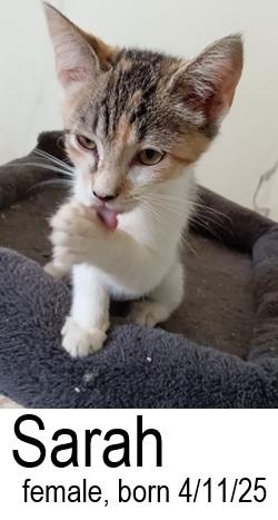 Sara, Adoptable, Young Female Domestic Short Hair.