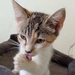 Sara, a Adoptable Domestic Short Hair in Ocean Isle Beach, NC image 2/2