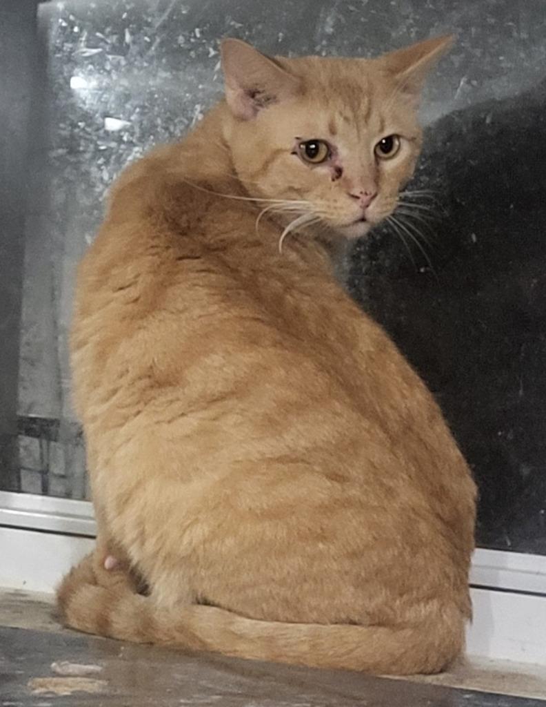 Enlarge Julien (Bonded with Julius), a Adoptable mixed breed in St. Louis, MO image 2/3