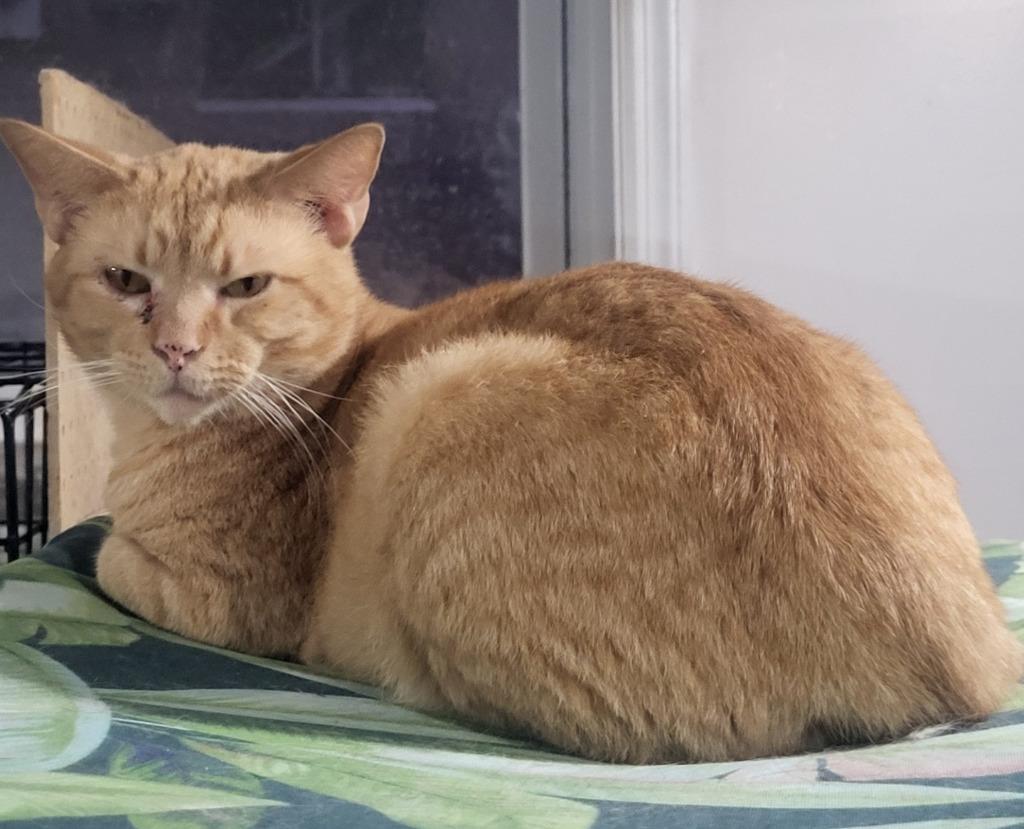 Enlarge Julien (Bonded with Julius), a Adoptable mixed breed in St. Louis, MO image 3/3