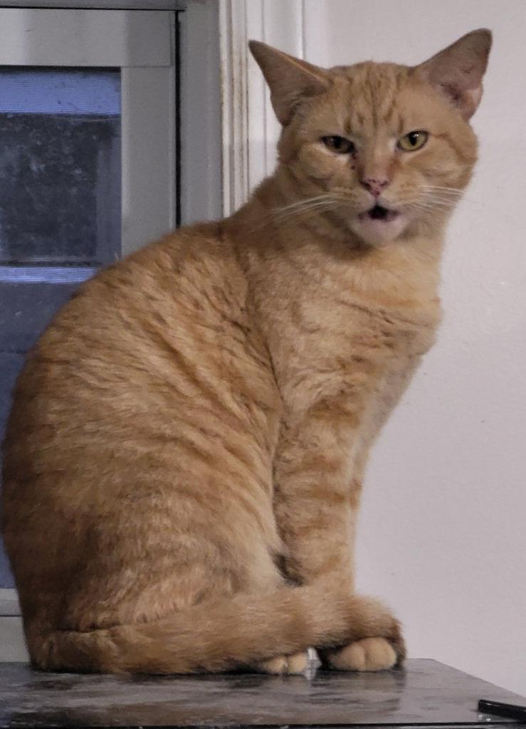 Enlarge Julien, a Adoptable mixed breed in St. Louis, MO image 3/3