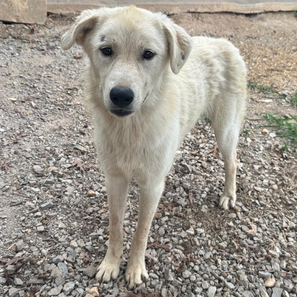 Enlarge Sable, a Adoptable Great Pyrenees in Pineville, MO image 1/2