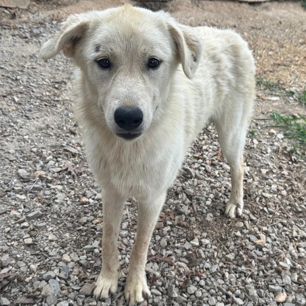 Enlarge Sable, a Adoptable Great Pyrenees in Pineville, MO image 2/2