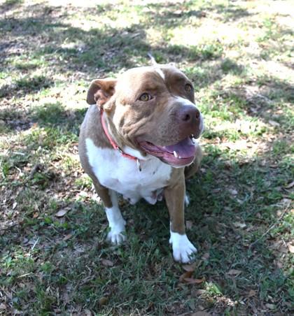 Enlarge Polly Pocket, a ADOPTABLE mixed breed in Inverness, FL image 4/4
