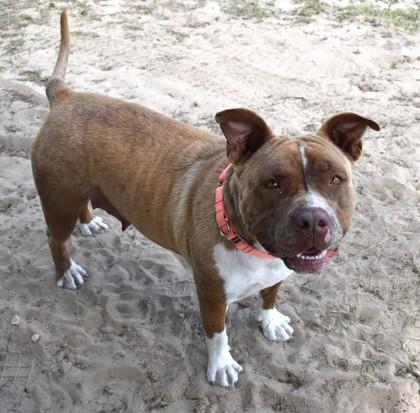 Enlarge Polly Pocket, a ADOPTABLE mixed breed in Inverness, FL image 3/4