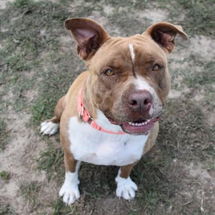 Polly Pocket, ADOPTABLE, Adult Female American Staffordshire Terrier & Pit Bull Terrier.