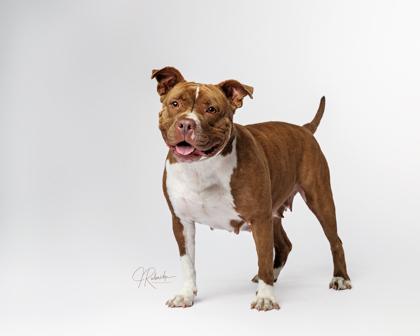 Polly Pocket, a ADOPTABLE mixed breed in Inverness, FL image 2/2