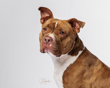 Polly Pocket, ADOPTABLE, Adult Female American Staffordshire Terrier & Pit Bull Terrier.