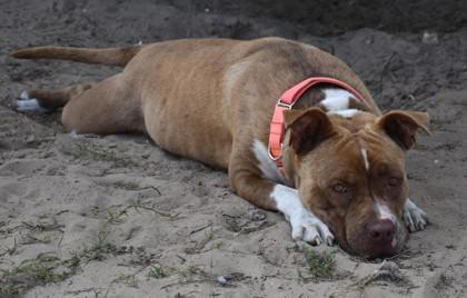 Enlarge Polly Pocket, a ADOPTABLE mixed breed in Inverness, FL image 2/4