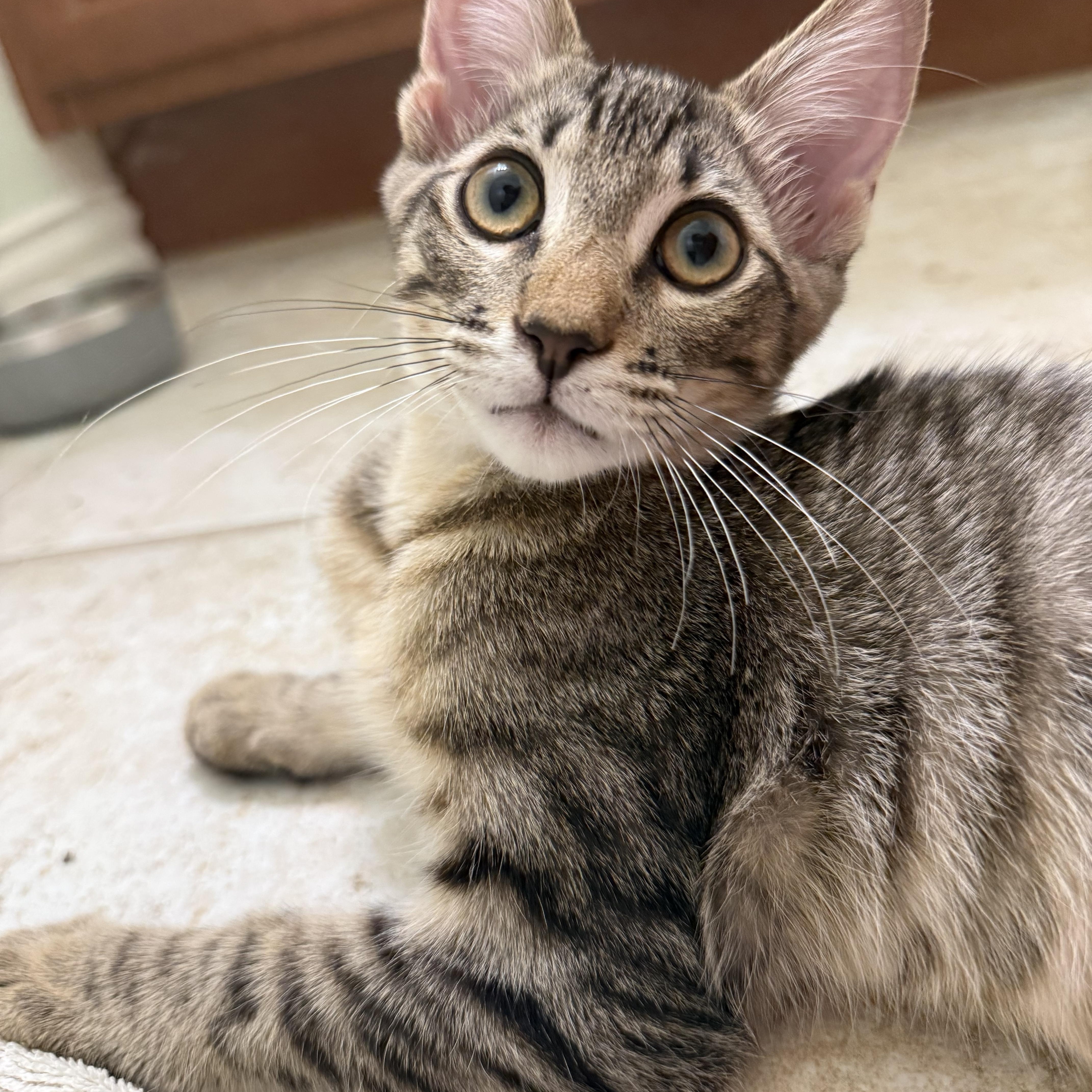 Noah, Adoptable, Young Male Domestic Short Hair.