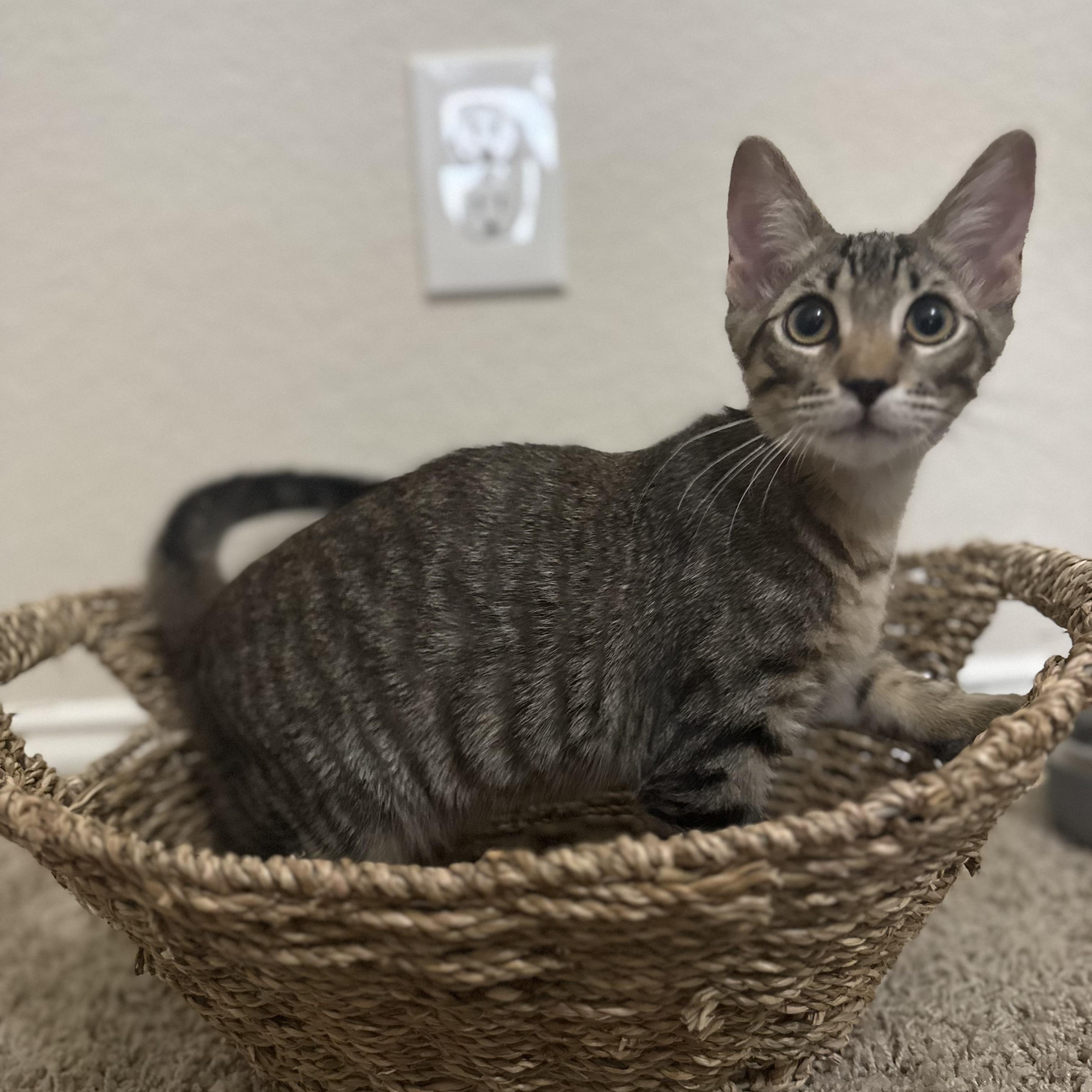 Enlarge Noah, a Adoptable Domestic Short Hair in Huffman, TX image 3/4