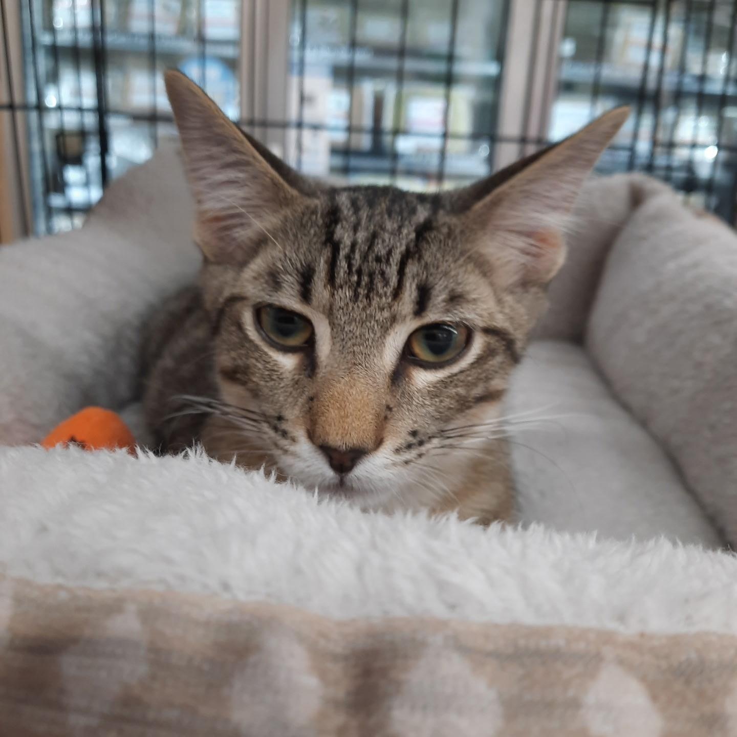 Enlarge Noah, a Adoptable Domestic Short Hair in Huffman, TX image 2/4