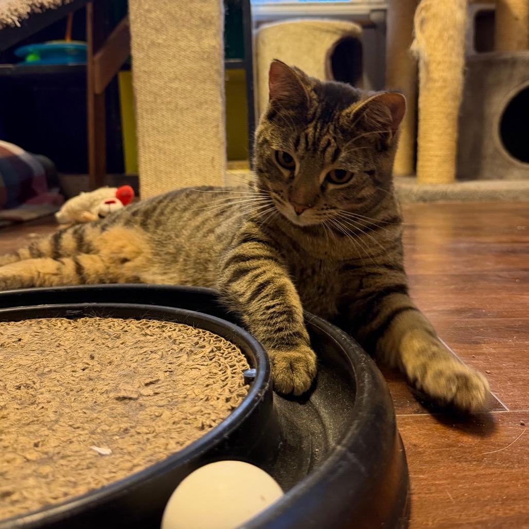 Maxwell, Adoptable, Young Male Domestic Short Hair.