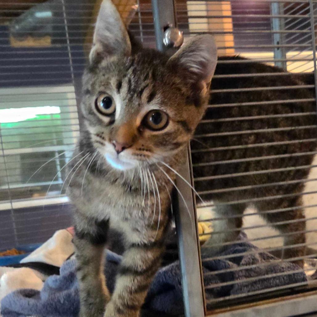 Enlarge Maxwell, a Adoptable Domestic Short Hair in Hanna City, IL image 2/3