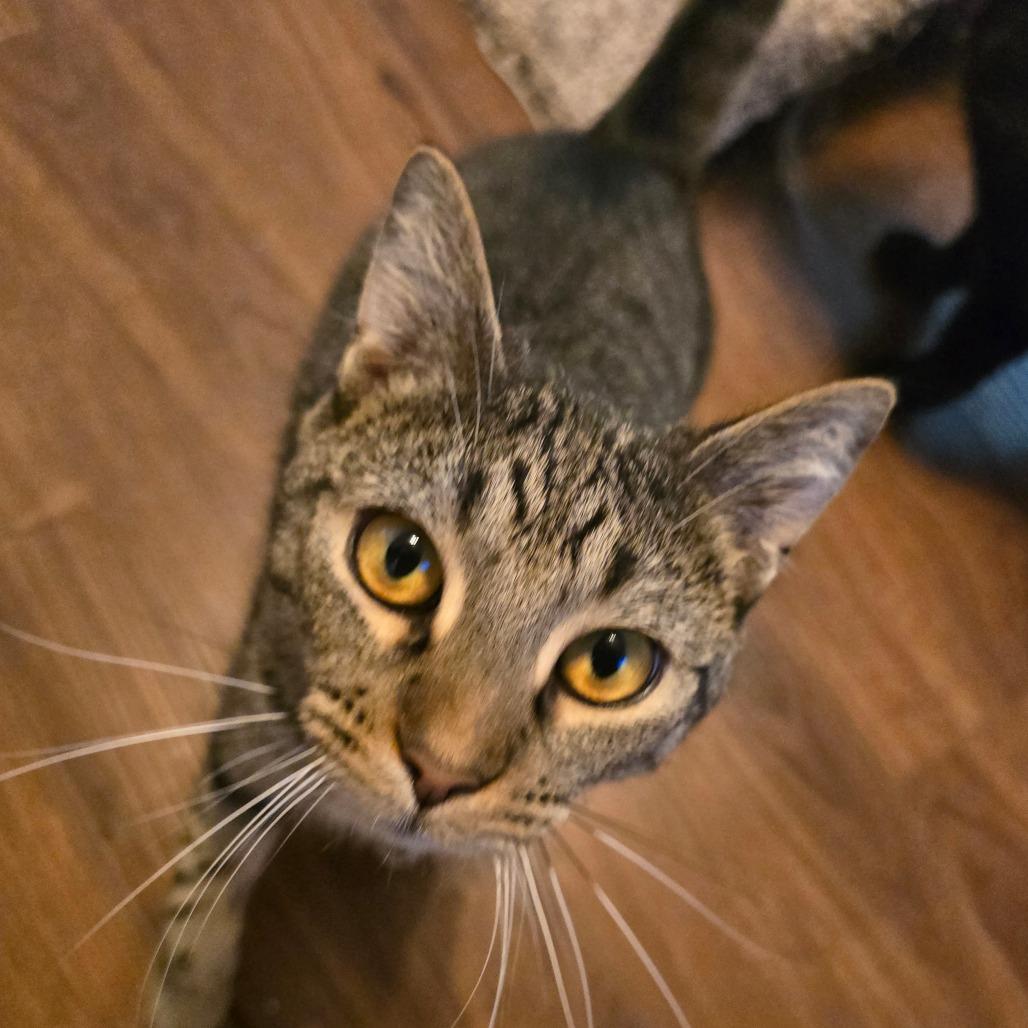 Enlarge Maxwell, a Adoptable Domestic Short Hair in Hanna City, IL image 3/3