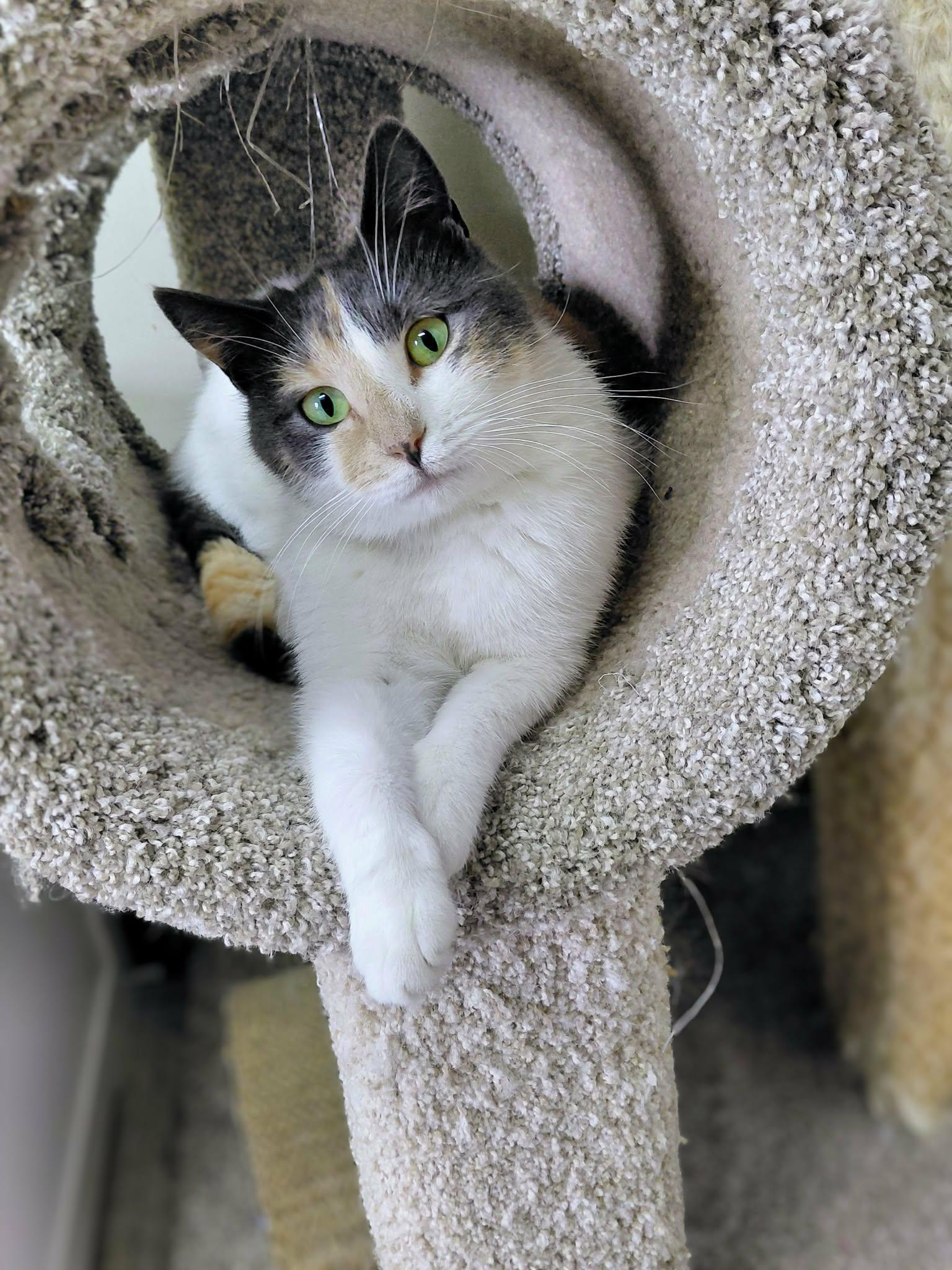 Snickers, Adoptable, Young Female Domestic Short Hair.