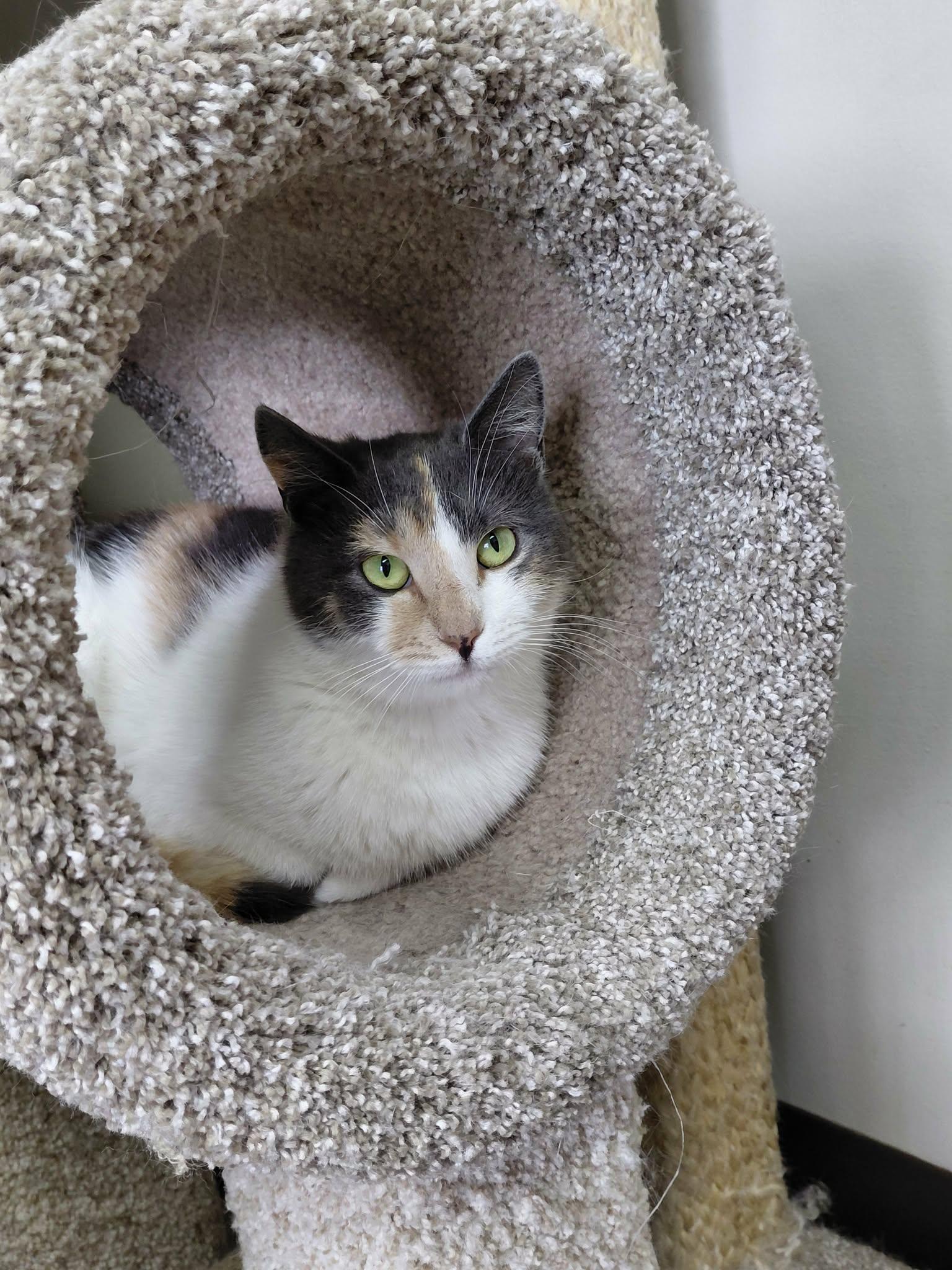Enlarge Snickers, a Adoptable Domestic Short Hair in Onley, VA image 4/5