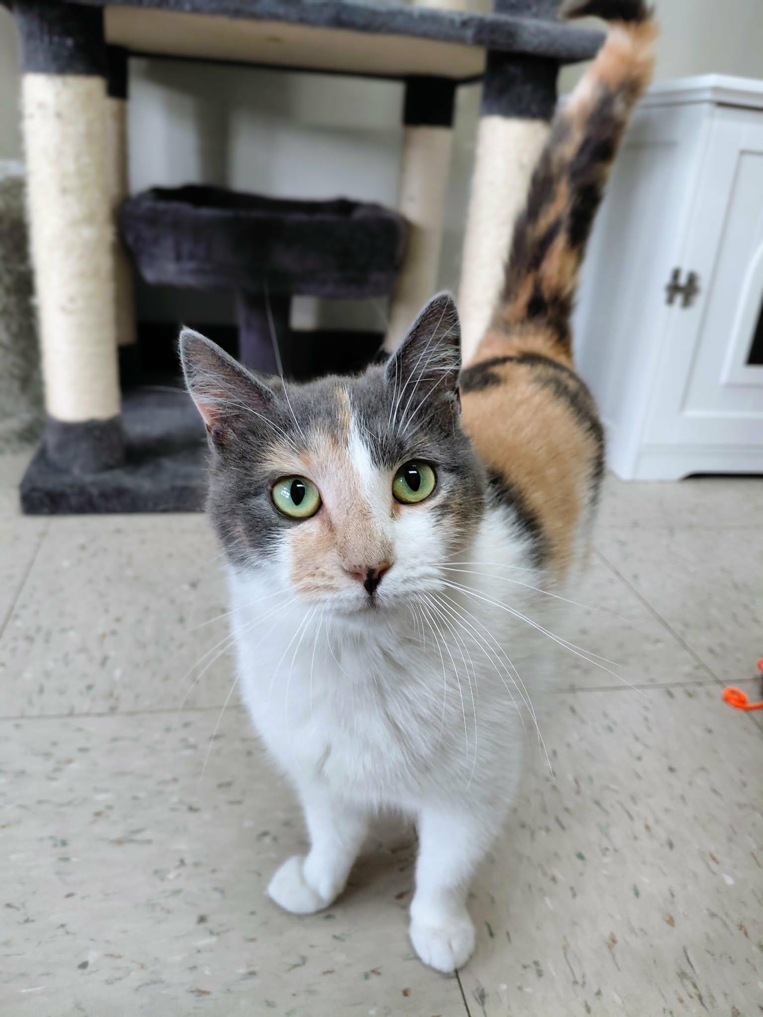 Enlarge Snickers, a Adoptable Domestic Short Hair in Onley, VA image 3/5