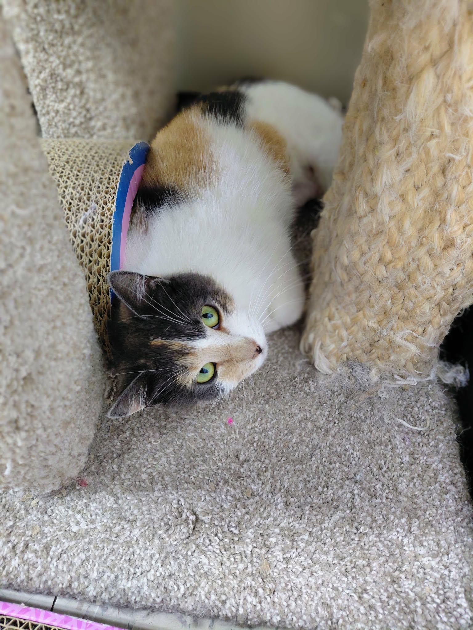 Enlarge Snickers, a Adoptable Domestic Short Hair in Onley, VA image 2/5