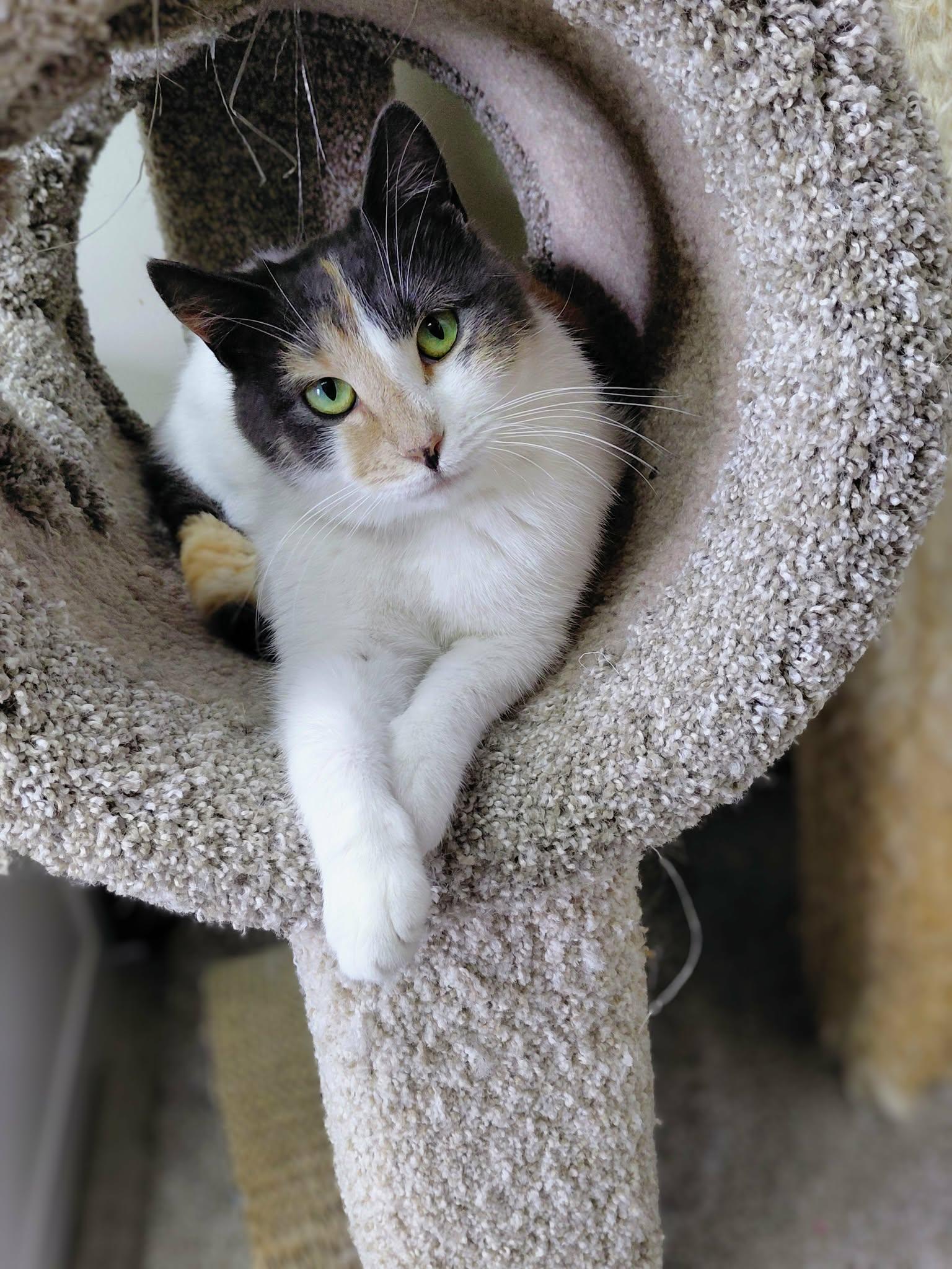 Enlarge Snickers, a Adoptable Domestic Short Hair in Onley, VA image 5/5