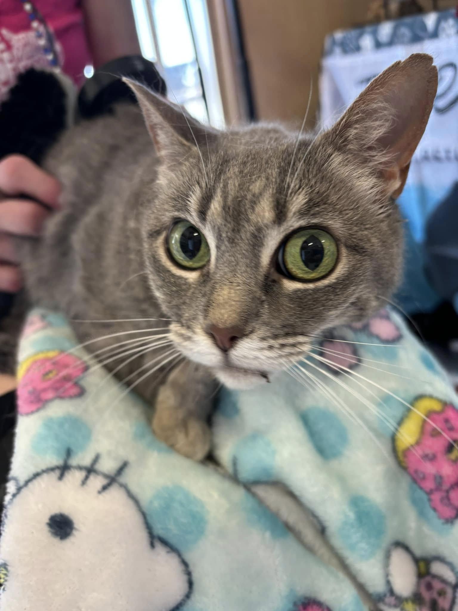 Emma, Adult Female Domestic Short Hair