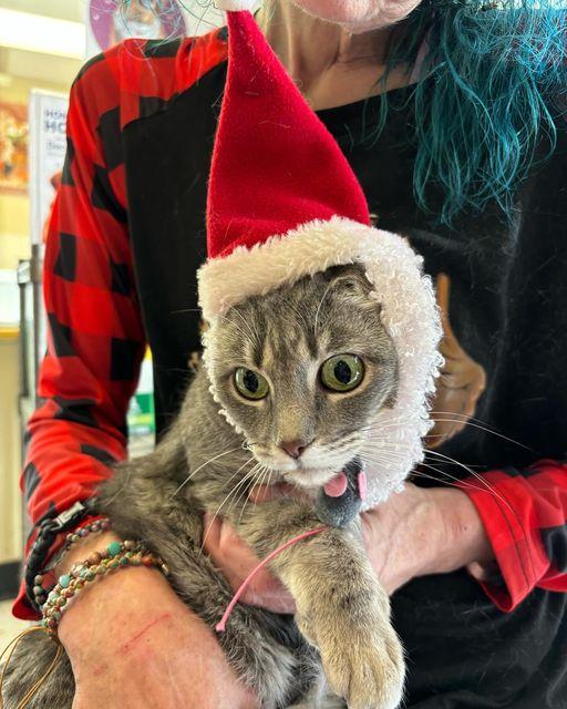 Emma, an adoptable Domestic Short Hair, Tabby in Omaha, NE, 68164 | Photo Image 2