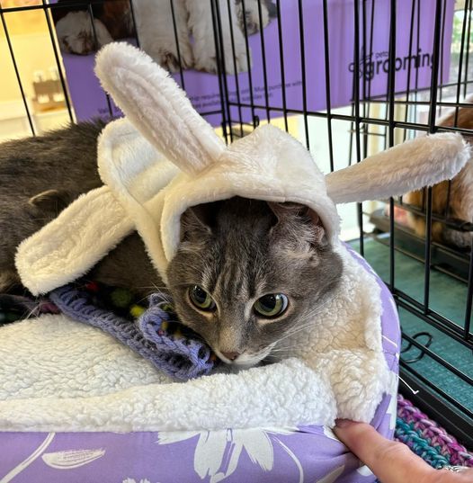 Emma, an adoptable Domestic Short Hair, Tabby in Omaha, NE, 68164 | Photo Image 3